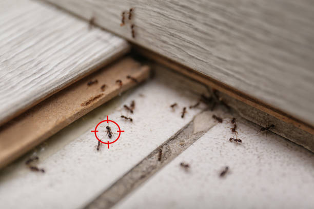 Best Residential Pest Control  in Abita Springs, LA